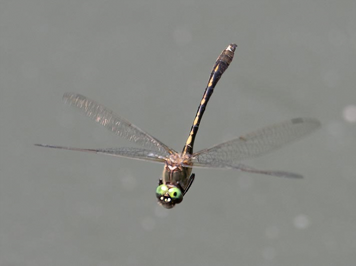 Oxygastra curtisii flight 3.jpg